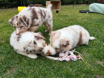 Australsky ovciak s PP - 3