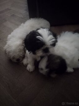 Štenatka Shih-tzu - 3