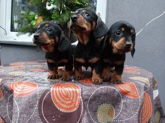 Jezevčík trpasličí - 3