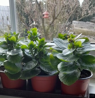 Kalanchoe - 3
