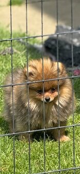 Pomeranian s PP - 3