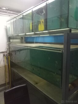Prodám akvária a vybavení odchovny - 3