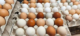 Kuře chlazené, vejce - 3