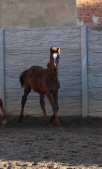 Letošní hřebeček, odstávče - 3