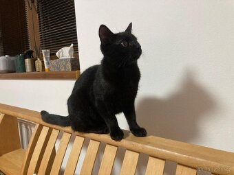 Bolt - osmiměsíční černý kocour, kastrovaný, čipovaný - 3