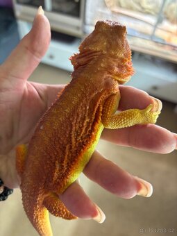 Agama vousata 1.0 Hypotrans Coral - 3