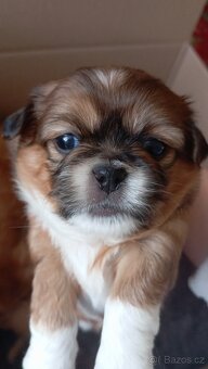 Pekingský štěňata - 3