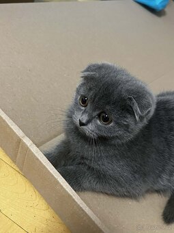 Modrý britský koťátko. - 3