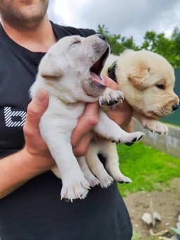 Štěňata labradora - 3