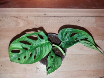 Monstera monkey - 3