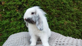 Zakrslý beránek, králíček, králík - MOLLY - 3