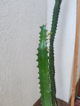 DARUJI - Pryšec trojúhlý (trojboký) – Euphorbia trigona - 3