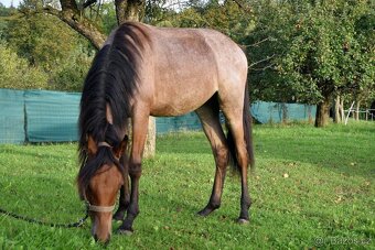 Pony hřebec ČSP - 3