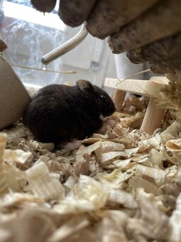 Daruji samečka Křeček Džungarského - 3