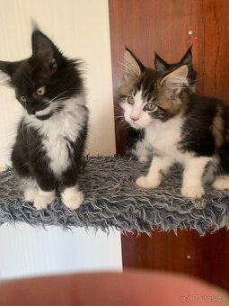 mainská mývalí kočka s PP - koťátka - 3