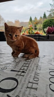 Daruji krásná koťátka - 3