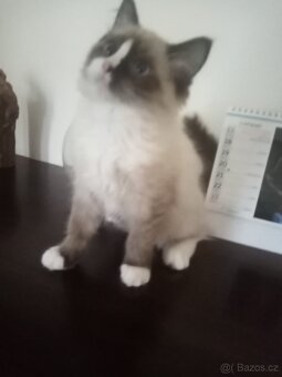 Kotě Ragdoll - 3