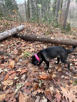 Štěně Německy ovčák x Bordel Kolie- Kiwi - 3