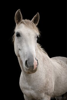 Částečný / plný pronájem - 3