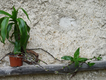 léčivá KALÍSIE vonná, Aloe, Rýmovník - 3