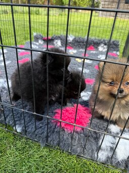 Pomeranian s PP - 3