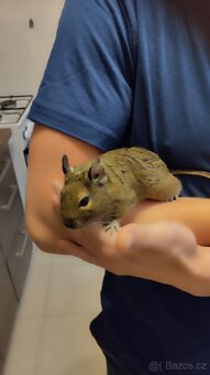 Daruji osmáky degu - 3