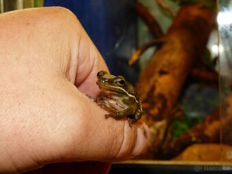 Rosnička karolínská (Hyla cinerea) - 3