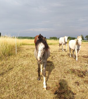 Welsh mountain pony sekce A - klisna - 3