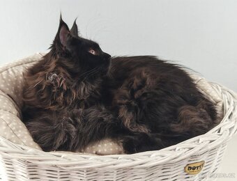 Mainská mývalí kočička s PP - 3