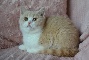 Kocourci s PP k rezervaci - 3