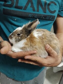 Zakrslí králíčci - 3