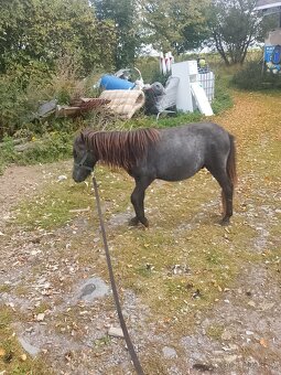 Pony klisna - 3
