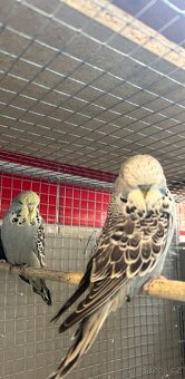 Výstavní andulky - 3