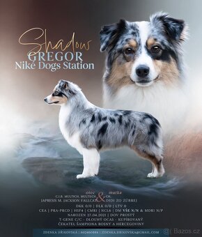 Krytí-Australský ovčák s PP - 3