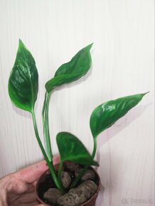 Epipremnum Aureum Shangri-La (Godzilla) - 3