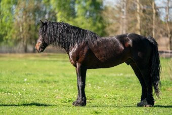 Připouštění Welsh cob D - 3