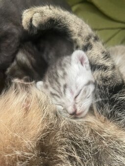 Britská (whiskas) bílé kotě - 3