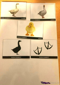 Zvířecí rodiny - 12x list A4 - 3
