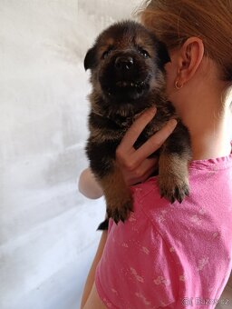 Vlkošedá štěňata německého ovčáka. - 3