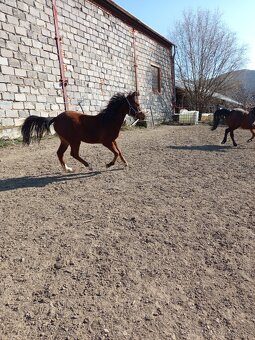 Welsh pony sekce B - 3