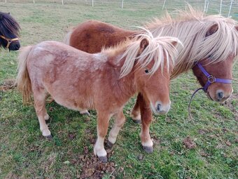 shetland pony s PP - 3