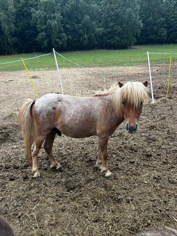 shetland pony s PP - 3