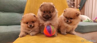 Pomeranian boo - 3