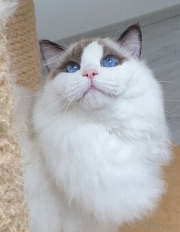 Ragdoll kocourek s PP, adopce. - 3
