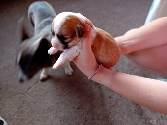 Štěňata do adopce - 3