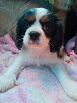 kavalír king charles španěl - 3
