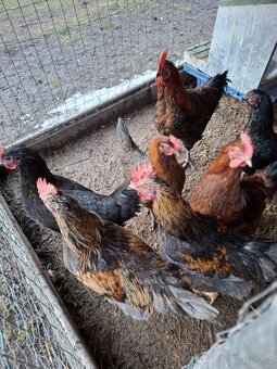 Kohout dvorkový mix - 3