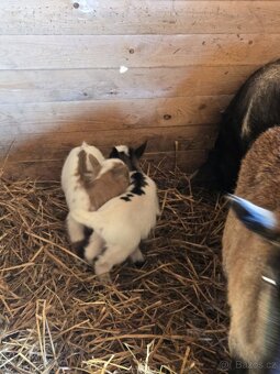 Prodám holandské zakrslé kozy - 3