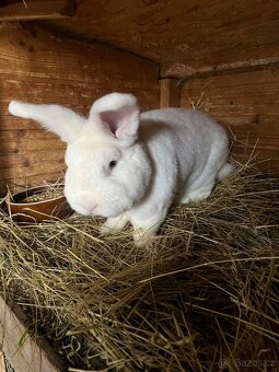 Vídeňský králík - 3