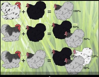 Násadová vejce Maranska splasch - 3